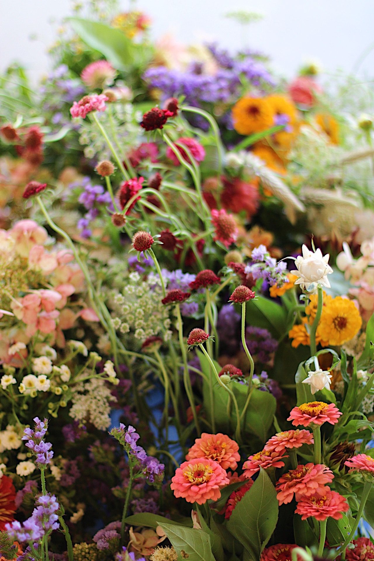 Summer Flowers “Blooming Beauties: The Best Summer Flowers to Brighten ...