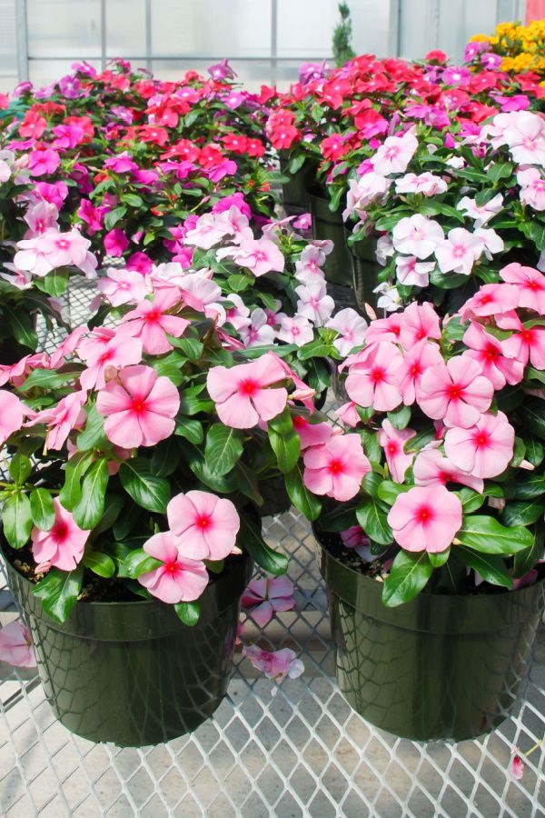 Vinca Flowers An Easy-to-Grow Perennial Option for Your Garden – Garden ...