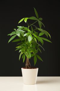 30 Easy Houseplants - Easy To Care For Indoor Plants