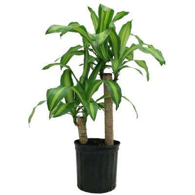 House Plants - Indoor Plants - The Home Depot