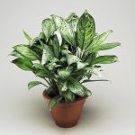 Buying houseplants – Where indoor plants feel at ease
