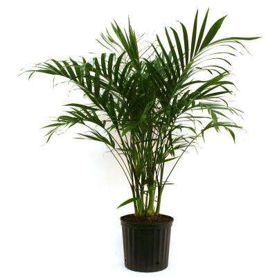 House Plants - Indoor Plants - The Home Depot