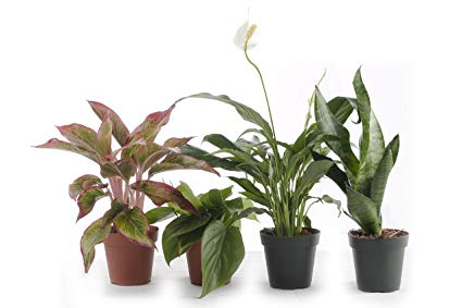 Amazon.com: Set of 4 Indoor Plants - Live Potted Plants for Your