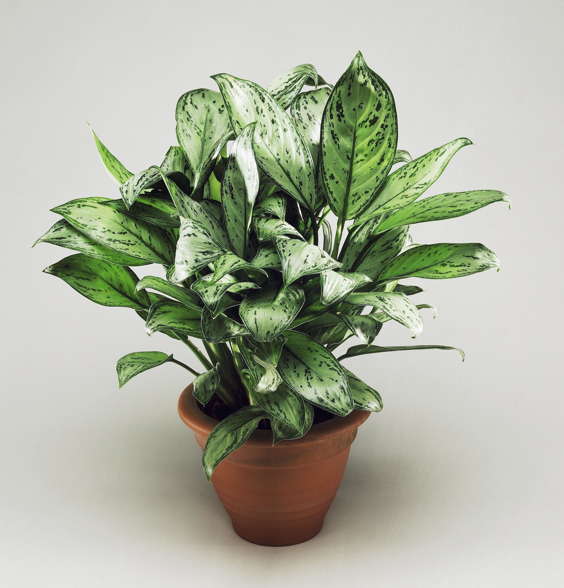 15 Best Indoor Plants For Apartments - Low-Maintenance Plants For