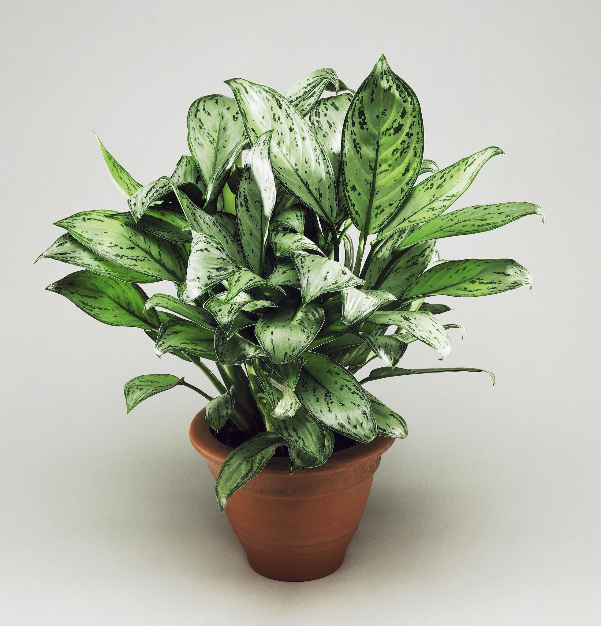 Buying houseplants – Where indoor plants
  feel at ease