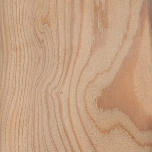European Larch | The Wood Database - Lumber Identification (Softwood)