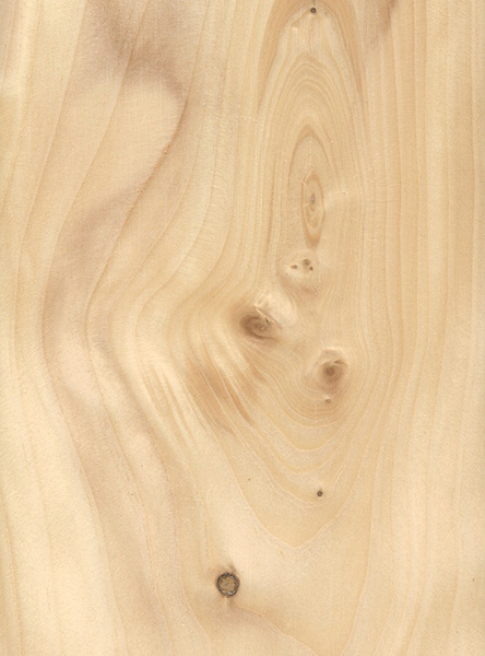 White Spruce | The Wood Database - Lumber Identification (Softwood)