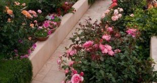 A beautiful rose garden in a slope yard. I want my plants to be