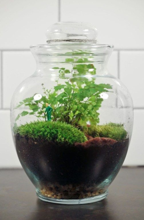 41 Awesome Bonsai Terrarium Jars Ideas | Plants | Pinterest