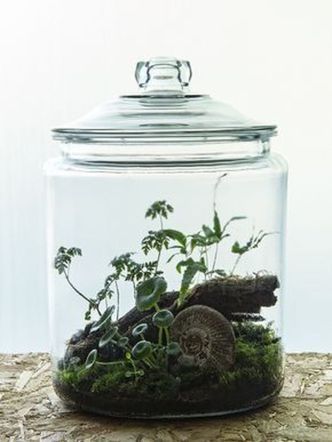 80 Awesome Bonsai Terrarium in the Jars Ideas | Terrarium, Vivarium