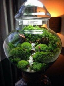 42 Awesome Bonsai Terrarium Jars Ideas | Mossy | Terrarium jar