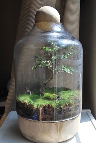 Bonsai Terrarium Miniature Landscaping Jars 2