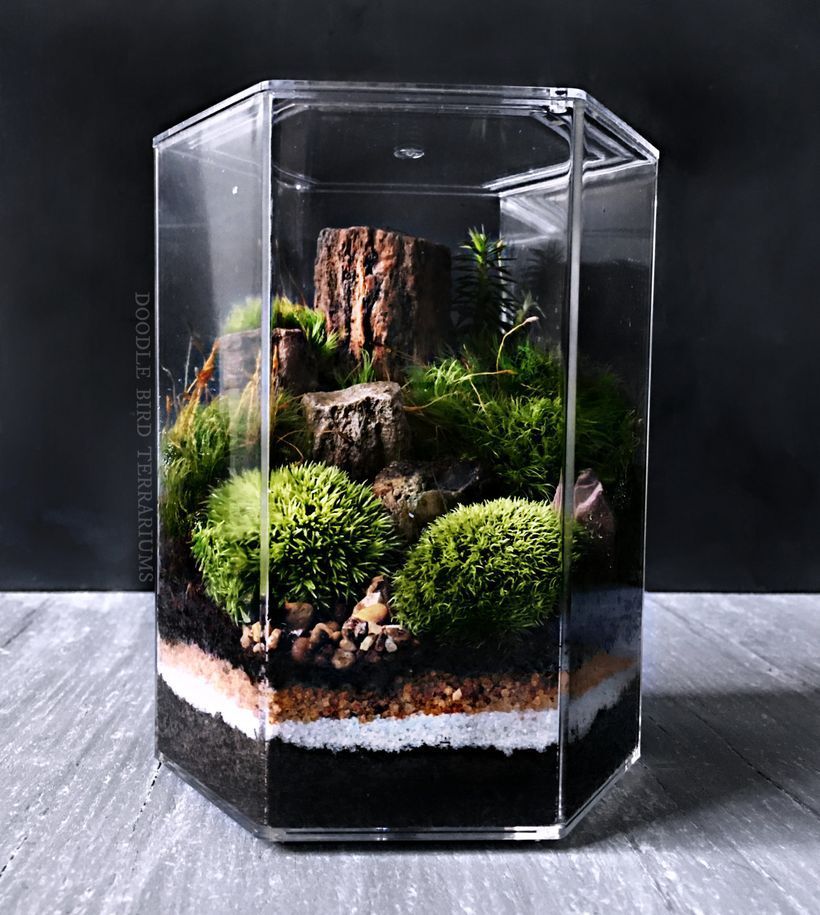 Bonsai Terrarium Miniature Landscaping Jars 6