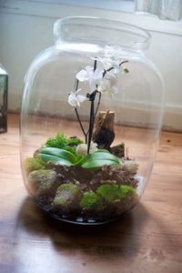 100+ Stunning Bonsai Terrarium for Miniature Landscaping in the Jars