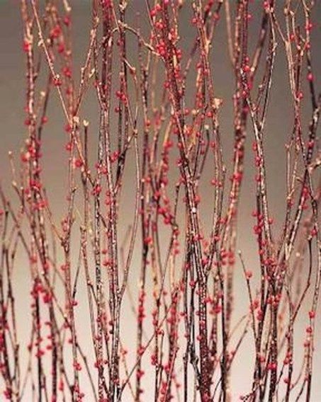 39 Stylish Branches Dried Tree Décor Ideas Can Inpsire | Projects to
