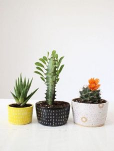 Cute Cactus Decor Ideas For Your Home 78 | صبار الصبر | Pinterest