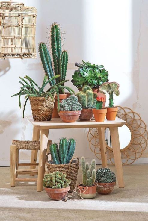 Cute Cactus Decor Ideas For Your Home 12 | succulents | Plants