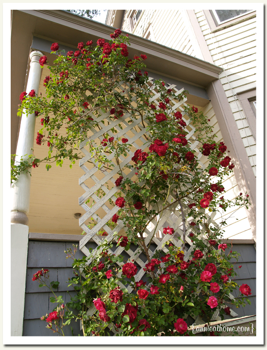 Ideas for planting climbing roses ~ Create a landscaping