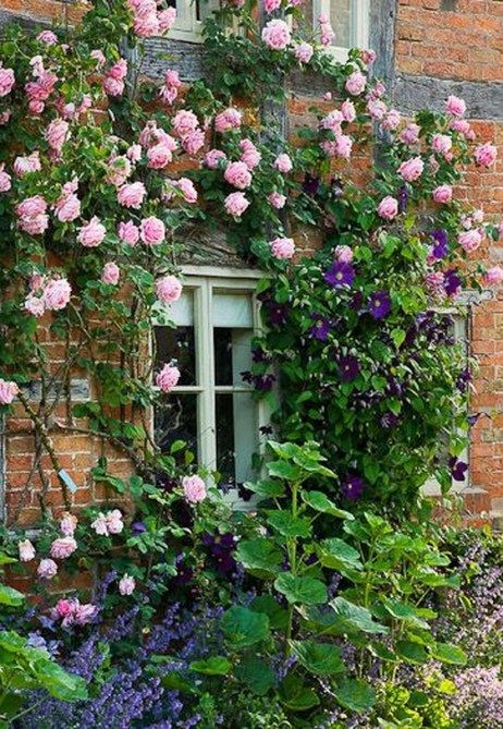 37 Stylish Climbing Roses House Ideas | Climbing plants | Pinterest