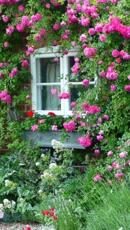 Climbing roses - I would love this on my house! | Ideas for the