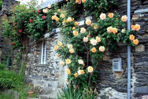 Climbing Roses House - mathwatson