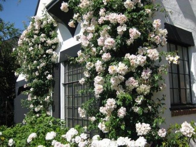 50 Wonderful Climbing Roses On House Make a Beauty Ideas