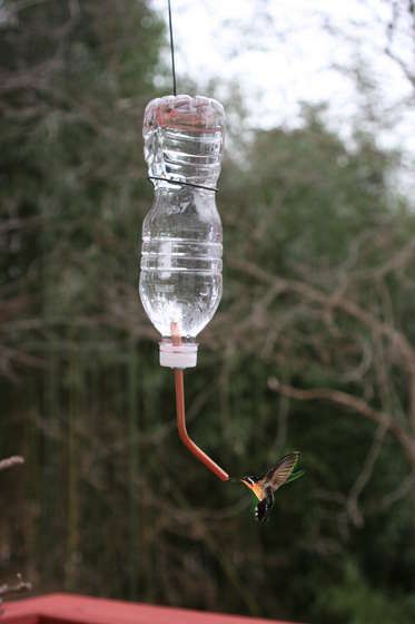 Water Bottle Hummingbird Feeder | Gardening | DIY Bird Feeder