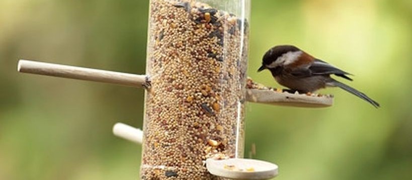 50 Creative Ideas to make DIY Bird Feeder in your Home Yard