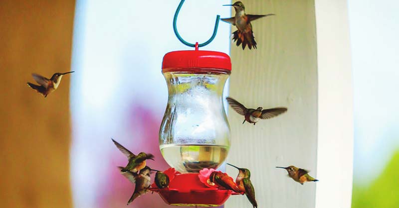 16 DIY Homemade Hummingbird Feeder Ideas That Will Attract Them to