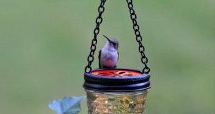 16 DIY Homemade Hummingbird Feeder Ideas That Will Attract Them to