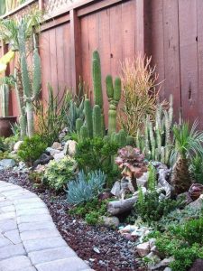 50 Ways Of Creating An Enchanted Succulent Garden In Your Backyard