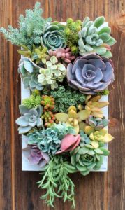 46 Creative Ways to Make an Enchanting Succulent Garden in Your