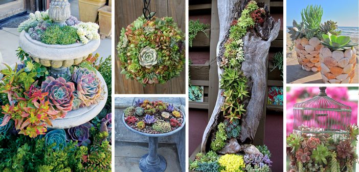 50 Best Succulent Garden Ideas for 2019