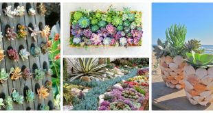 21 Ways You Can Create An Enchanted Succulent Garden In Your Backyard