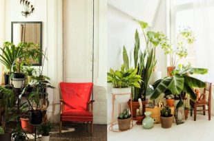 7 Different Way to Indoor Plants Decoration Ideas in Living Room