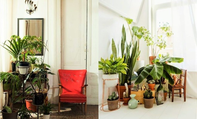 Indoor Plants Decor Ideas