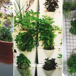 Nice Fresh Ideas Growing Herbs Gardens Ideas