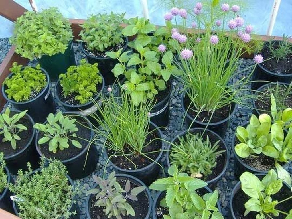 Nice Fresh Ideas Growing Herbs Gardens Ideas 4