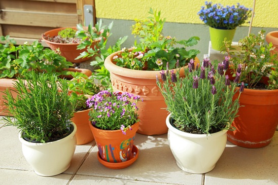 10 Easy Kitchen Herb Garden Ideas to Grow Culinary herbs