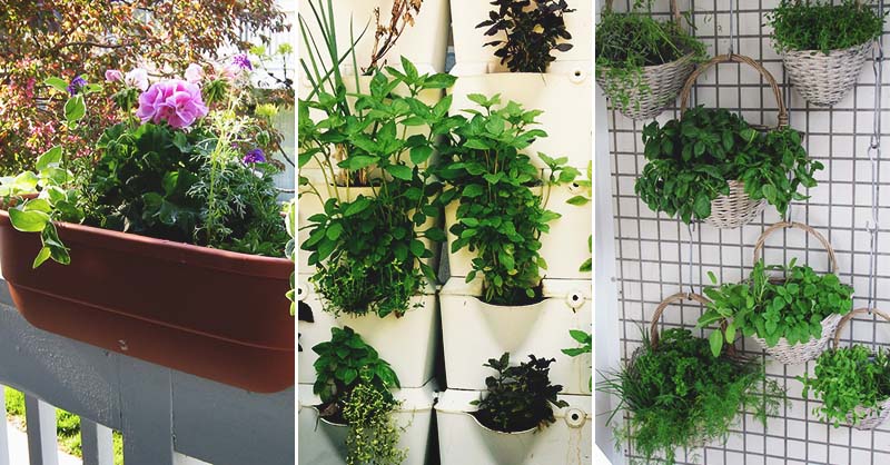 Nice Fresh Ideas Growing Herbs Gardens Ideas