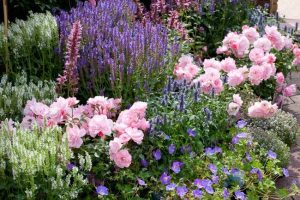 An Eye-Catching Border with Roses, Salvia and Geranium