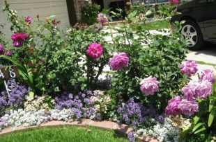 A Pretty Small Garden Bed With Roses And Annuals | A Walk Through My