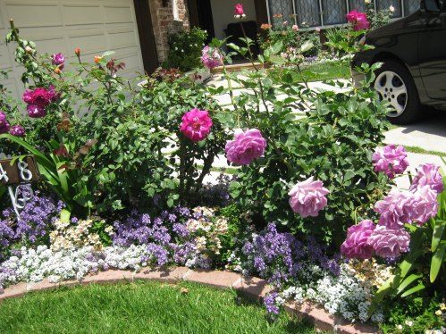 Rose Flower Garden Ideas